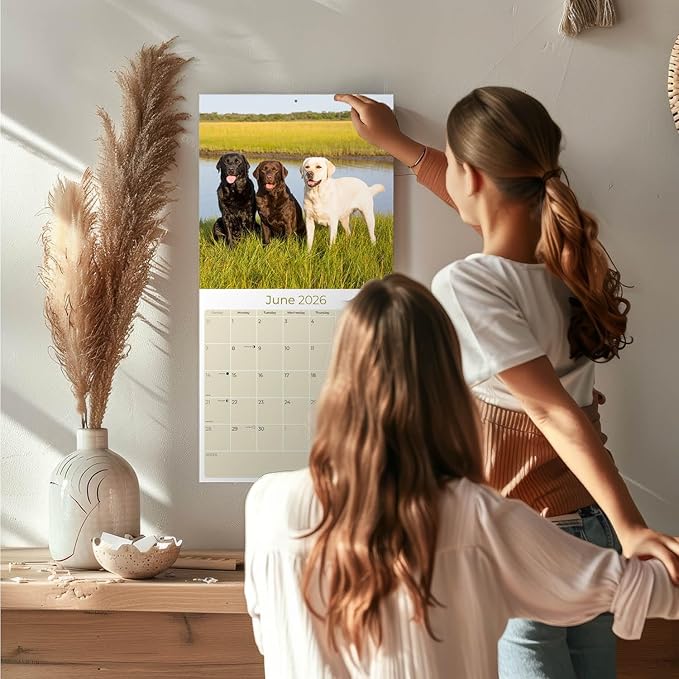 Labrador Retriever Calendar 2026 – 16-Month Dog Breed Wall Calendar by MegaCalendars – Black, Brown & Yellow Labs – Large Daily Blocks, Thick No-Bleed Paper, Made in USA