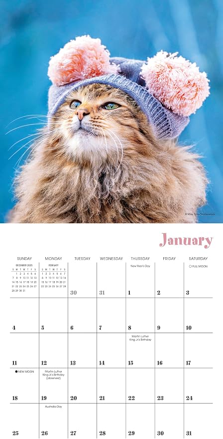 Cats in Hats 2026 Mini Wall Calendar, Funny Cat Photography in Costumes, 7" x 7"