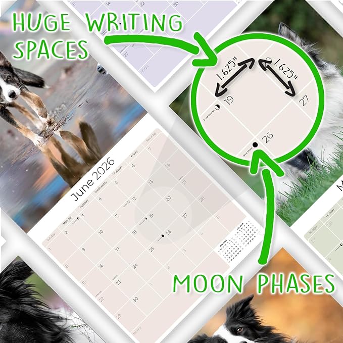 Border Collie Calendar 2026 by MegaCalendars – Monthly Dog Breed Wall Calendar, Made in USA