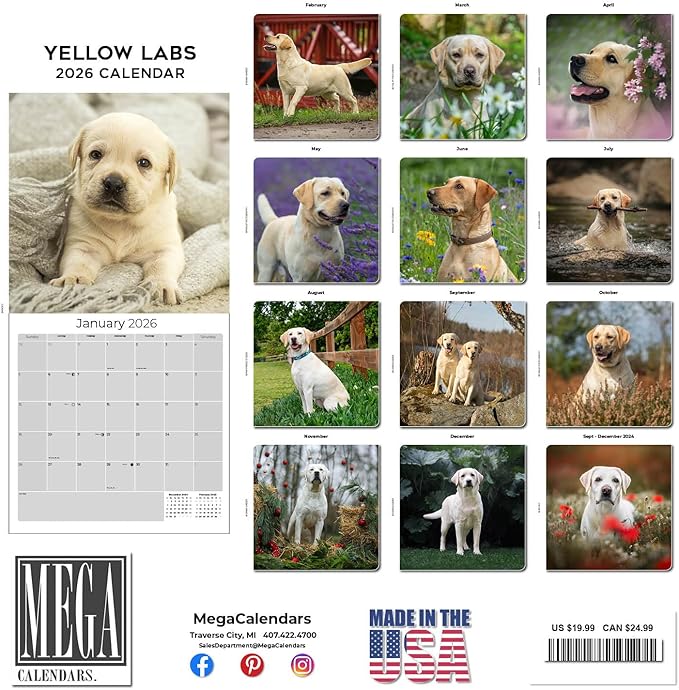 Yellow Labrador Retrievers Calendar 2026 by MegaCalendars – Monthly Dog Breed Wall Calendar, Made in USA