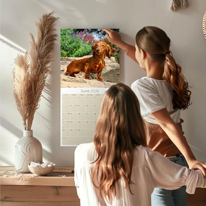 Longhaired Dachshund Calendar 2026 – 16-Month Dog Breed Wall Calendar by MegaCalendars – Large Daily Blocks, Thick No-Bleed Paper, Made in USA