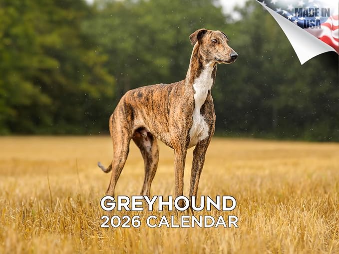 2025 2026 Greyhound Calendar - Dog Breed Monthly Wall Calendar - 12" x 18" Open - Thick No-Bleed Paper - Giftable - Academic Teacher's Planner Calendar Organizing & Planning - Made in USA