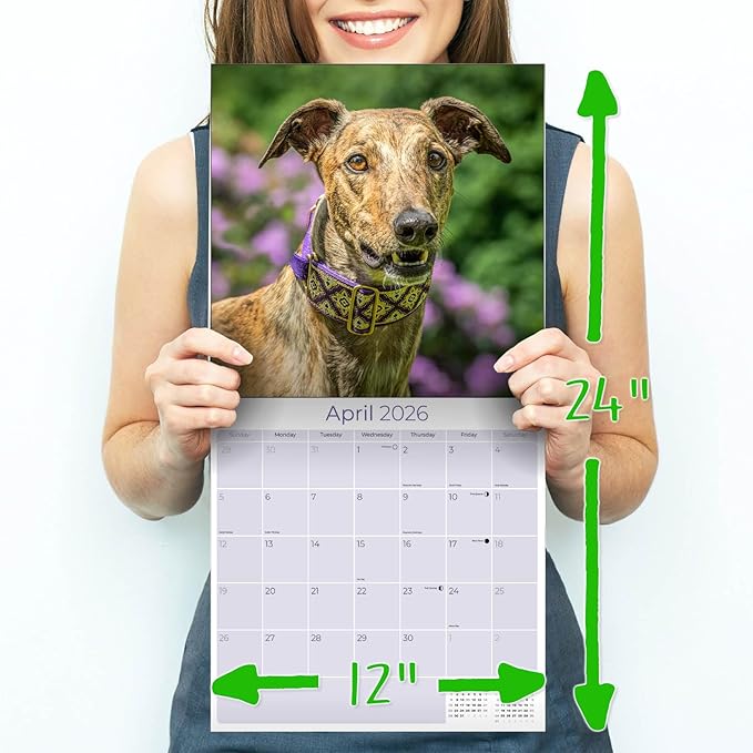 Greyhound Calendar 2026 by MegaCalendars – Monthly Dog Breed Wall Calendar, Made in USA