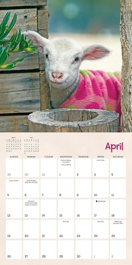 Lambies in Jammies & Goats in Coats 2026 Mini Wall Calendar, Cute Farm Animal Photography from Edgar’s Mission Rescue, 7" x 7"