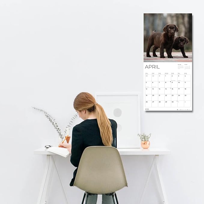 2026 Chocolate Labrador Puppies Wall Calendar | 12" x 24" Open | Dog Photography Thick & Sturdy Paper for Organizing & Planning | Office Kitchen Decor or Gift | Pacific Waters Press (Chocolate Lab Puppies)
