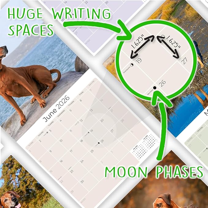 Rhodesian Ridgeback Calendar 2026 by MegaCalendars – Monthly Dog Breed Wall Calendar, Made in USA