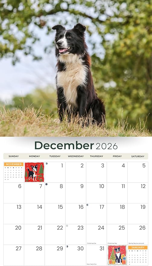 2026 Border Collies Dog Deluxe Wall Calendar | 16-Month Monthly Planner | Eco-Friendly Plastic-Free Organizer | Large 12" x 13.3" Home & Office Calendar with Holidays & Cute Border Collie Photos