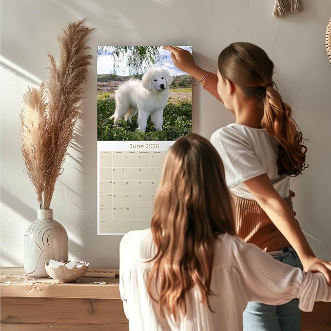Great Pyrenese Calendar 2026 by MegaCalendars – Monthly Dog Breed Wall Calendar, Made in USA