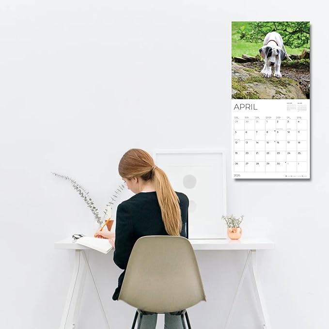 Great Dane Puppy 2026 Wall Calendar | 12" x 24" Open | Dog Photography Thick & Sturdy Paper for Organizing & Planning | Office Kitchen Decor or Gift | Pacific Waters Press (Great Dane Puppies)
