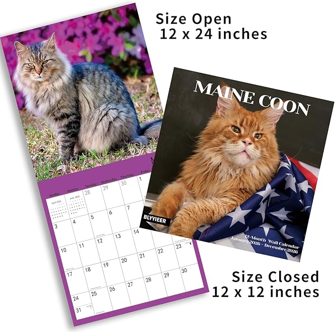 2026 Wall Calendar,Cat Calendar 2026,Maine Coon Monthly Wall Calendar, 12" x 24" Open,Family Planner Calendar Organizer with Maine Coon Images, for Cats Lovers