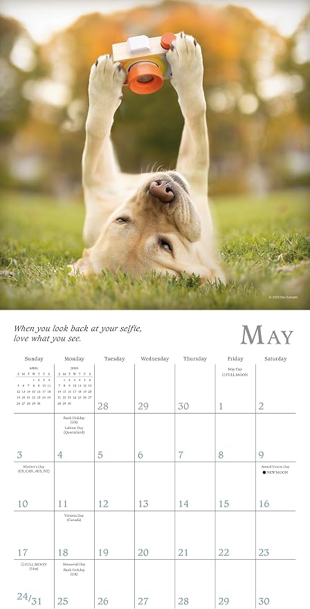 Dogma 2026 Mini Wall Calendar, Funny Dog Photography: A Dog’s Guide to Life, 7" x 7"