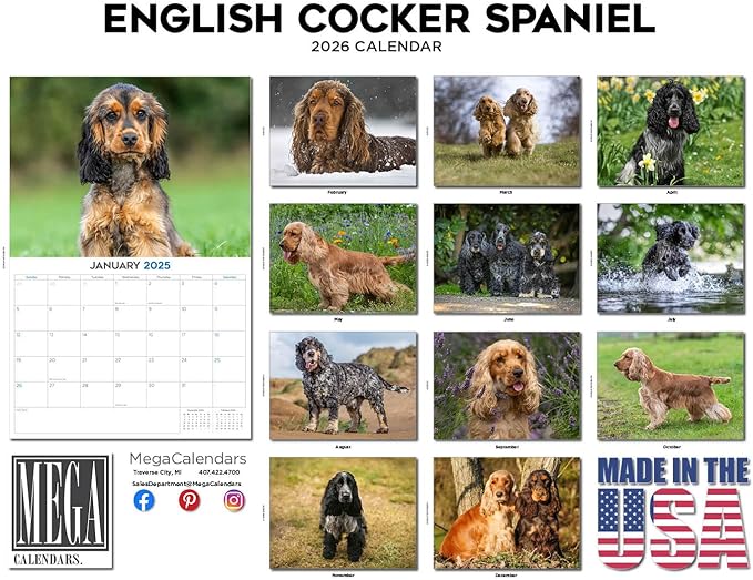 2025 2026 English Cocker Spaniel Calendar - Dog Breed Monthly Wall Calendar - 12" x 18" Open - Thick No-Bleed Paper - Giftable - Academic Teacher's Planner Calendar Organizing & Planning - Made in USA