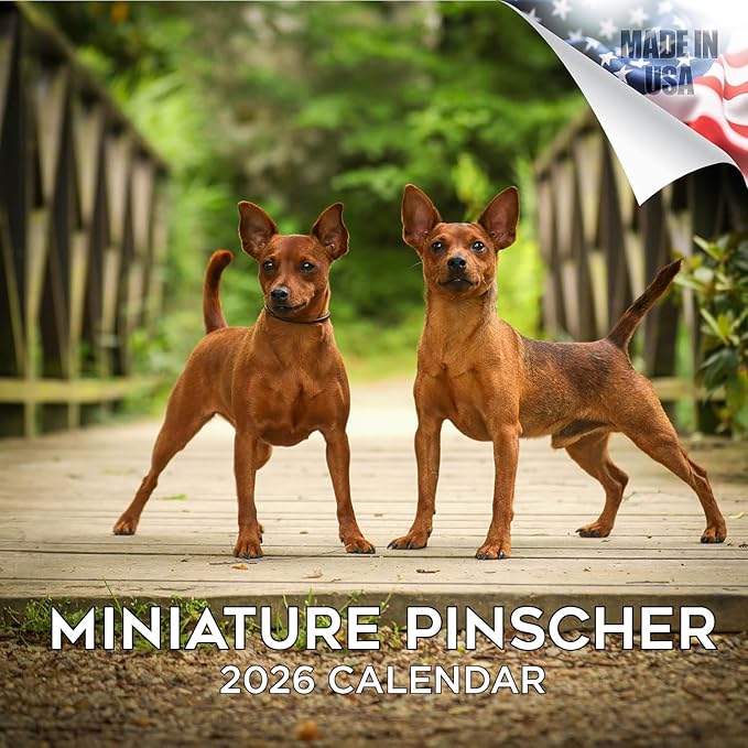 Miniature Pinscher Calendar 2026 by MegaCalendars – Monthly Dog Breed Wall Calendar, Made in USA