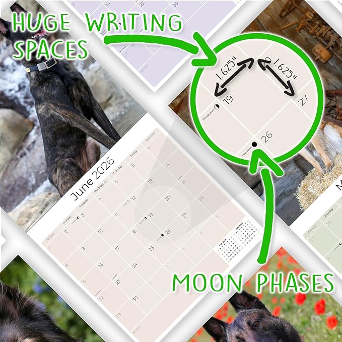 Belgian Shepherd Calendar 2026 by MegaCalendars – Monthly Dog Breed Wall Calendar, Made in USA