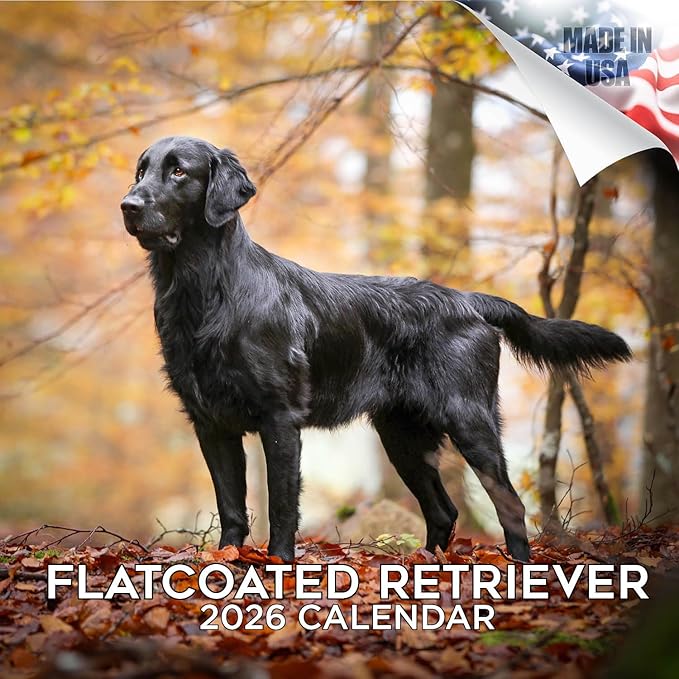 Flatcoated Retriever Calendar 2026 by MegaCalendars – Monthly Dog Breed Wall Calendar, Made in USA