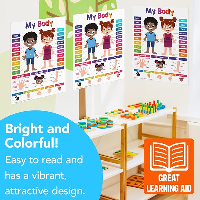 Educational Charts for Preschool to Grade 1 – Bright and Colorful Educational Visual / Learning Aid Wall Art Poster for Classroom or Home | Glossy Durable Cardstock | 8.5" x 11" | 5 per Pack (My Body)