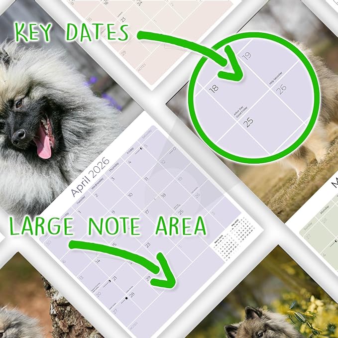 Keeshond Calendar 2026 by MegaCalendars – Monthly Dog Breed Wall Calendar, Made in USA
