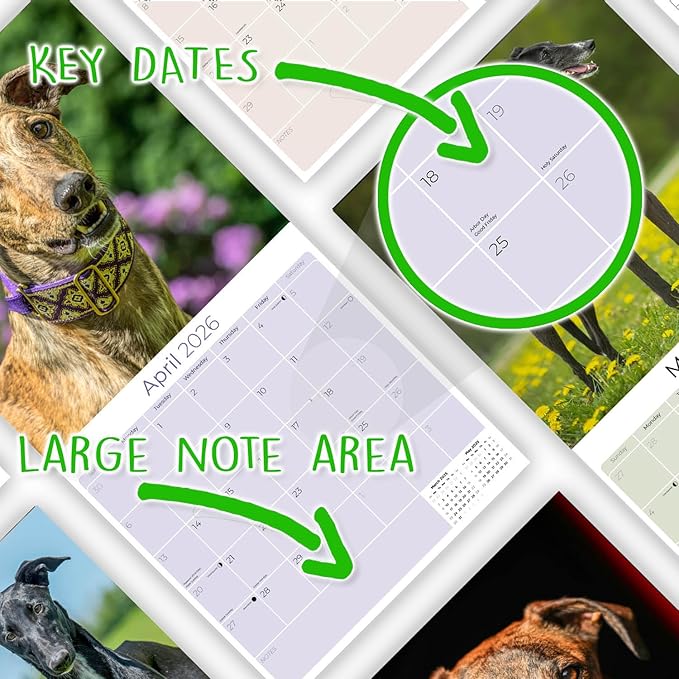 Greyhound Calendar 2026 by MegaCalendars – Monthly Dog Breed Wall Calendar, Made in USA