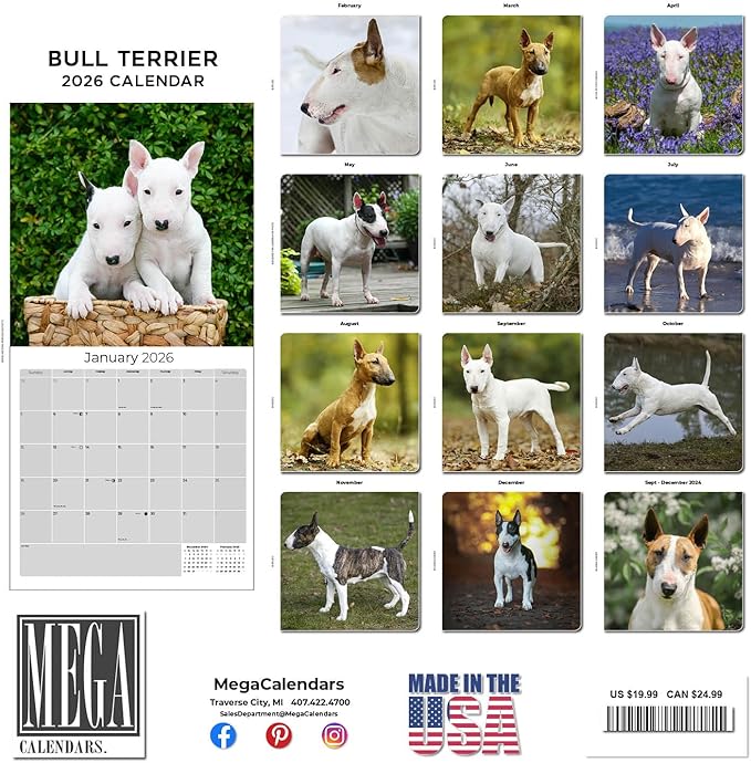 Bull Terrier Calendar 2026 by MegaCalendars – Monthly Dog Breed Wall Calendar, Made in USA