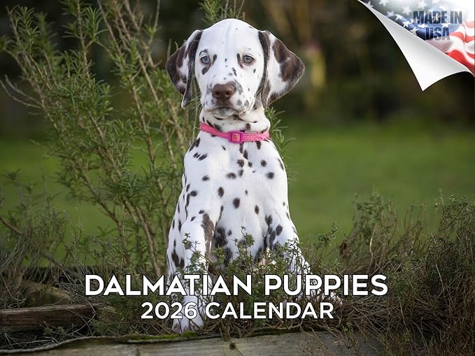 2025 2026 Dalmatian Pups Calendar - Dog Breed Monthly Wall Calendar - 12" x 18" Open - Thick No-Bleed Paper - Giftable - Academic Teacher's Planner Calendar Organizing & Planning - Made in USA