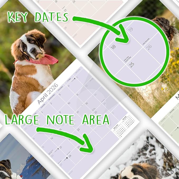 Saint Bernard Calendar 2026 by MegaCalendars – Monthly Dog Breed Wall Calendar, Made in USA