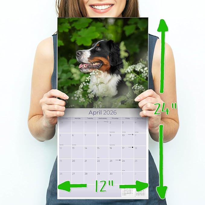 Bernese Mountain Dog Calendar 2026 – 16-Month Dog Breed Wall Calendar by MegaCalendars – Large Daily Blocks, Thick No-Bleed Paper, Made in USA