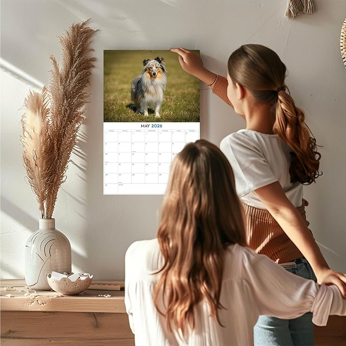 2025 2026 Shetland Sheepdog Calendar - Dog Breed Monthly Wall Calendar - 12" x 18" Open - Thick No-Bleed Paper - Giftable - Academic Teacher's Planner Calendar Organizing & Planning - Made in USA