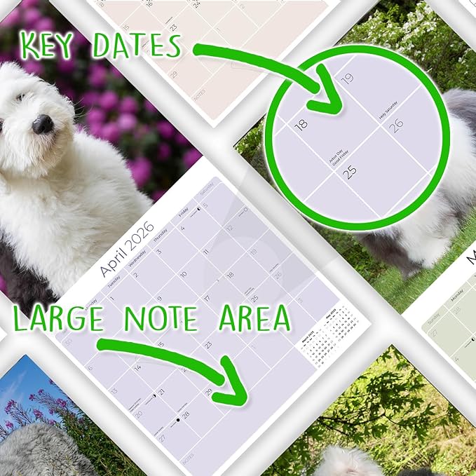 Old English Sheepdog Calendar 2026 by MegaCalendars – Monthly Dog Breed Wall Calendar, Made in USA