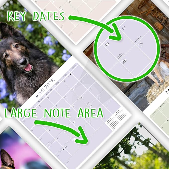 Belgian Shepherd Calendar 2026 by MegaCalendars – Monthly Dog Breed Wall Calendar, Made in USA