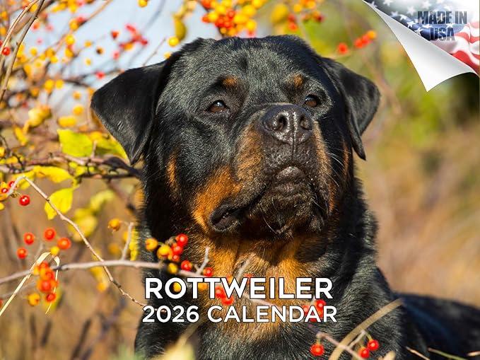 2025 2026 Rottweiler Calendar - Dog Breed Monthly Wall Calendar - 12" x 18" Open - Thick No-Bleed Paper - Giftable - Academic Teacher's Planner Calendar Organizing & Planning - Made in USA