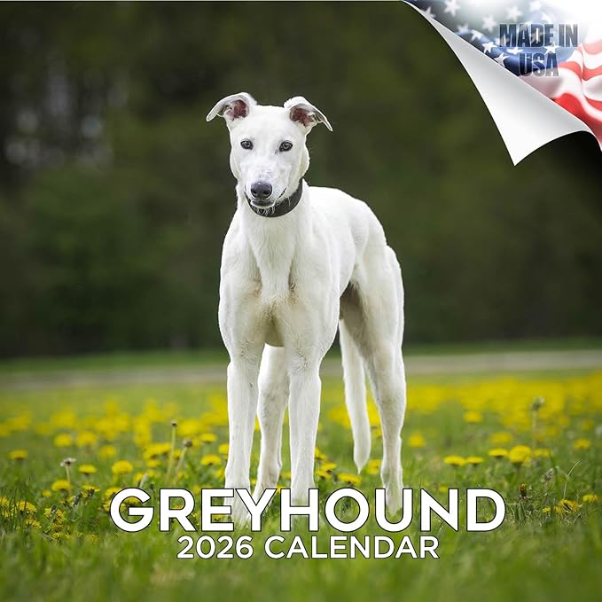 Greyhound Calendar 2026 by MegaCalendars – Monthly Dog Breed Wall Calendar, Made in USA