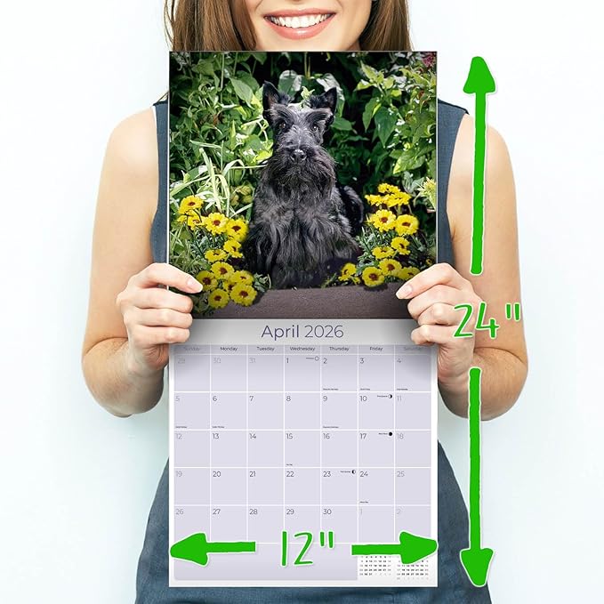 Scottish Terrier Calendar 2026 by MegaCalendars – Monthly Dog Breed Wall Calendar, Made in USA