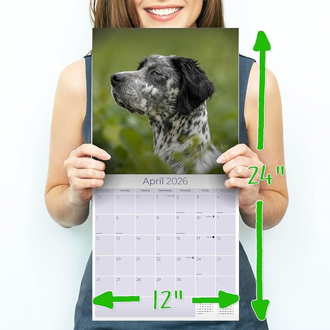 English Setter Calendar 2026 by MegaCalendars – Monthly Dog Breed Wall Calendar, Made in USA