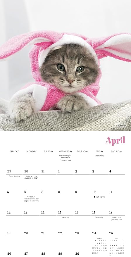 Cats in Hats 2026 Mini Wall Calendar, Funny Cat Photography in Costumes, 7" x 7"