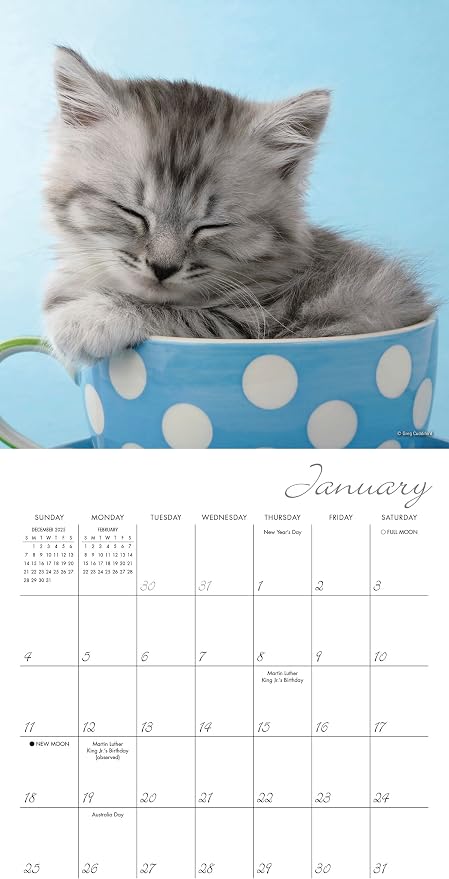 Cat Naps 2026 Mini Wall Calendar, Cute & Funny Cat Photography, 7" x 7"