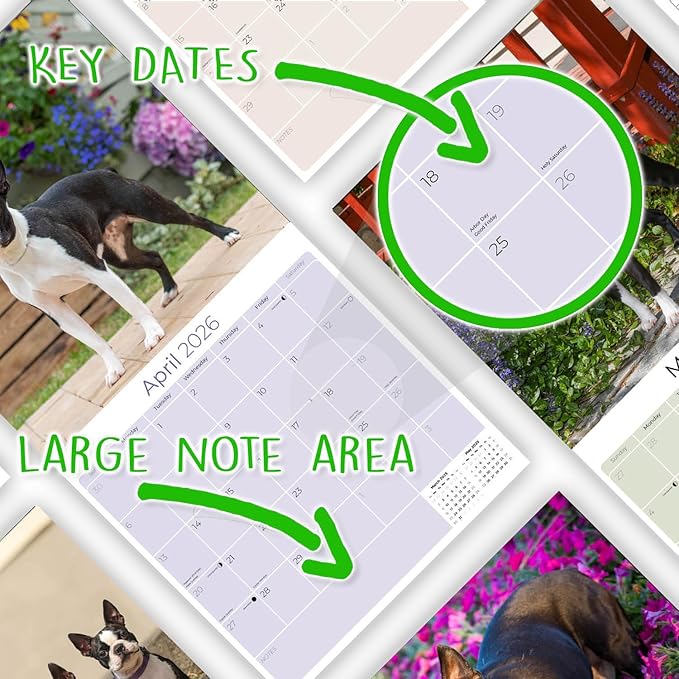 2025 2026 Boston Terrier Calendar - Dog Breed Monthly Wall Calendar - 12" x 24" Open - Thick No-Bleed Paper - Giftable - Academic Teacher's Planner Calendar Organizing & Planning - Made in USA