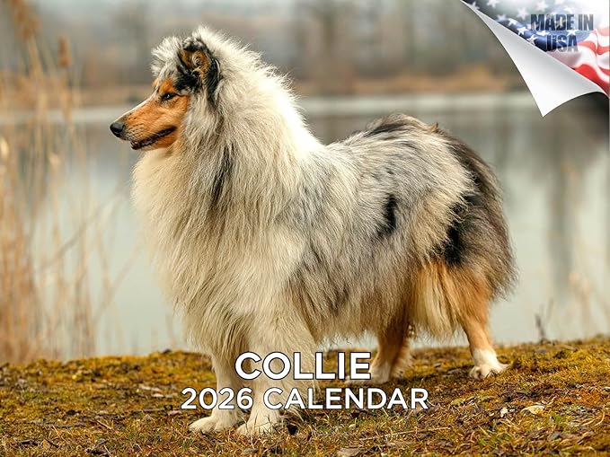 2025 2026 Collie Calendar - Dog Breed Monthly Wall Calendar - 12" x 18" Open - Thick No-Bleed Paper - Giftable - Academic Teacher's Planner Calendar Organizing & Planning - Made in USA