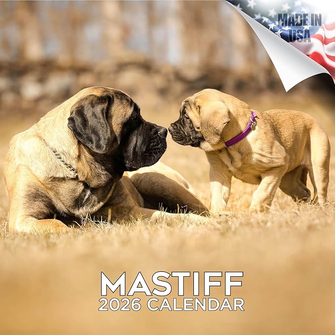 Mastiff Calendar 2026 by MegaCalendars – Monthly Dog Breed Wall Calendar, Made in USA
