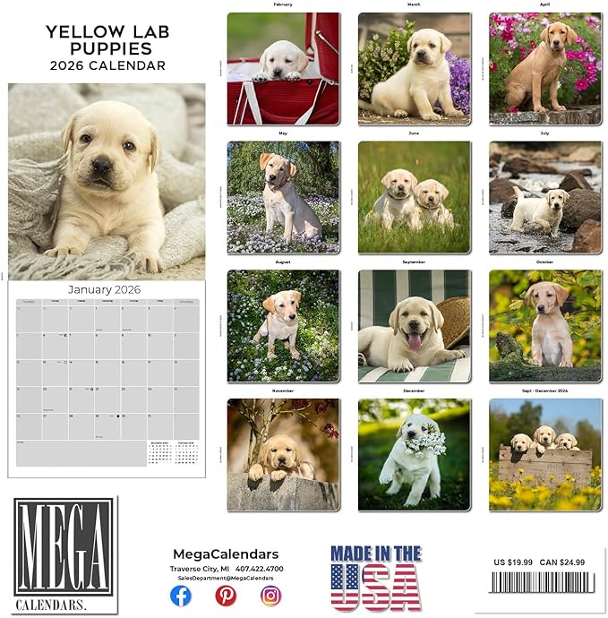 Labrador Pups Yellow Calendar 2026 by MegaCalendars – Monthly Dog Breed Wall Calendar, Made in USA