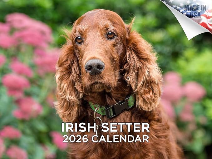 2025 2026 Irish Setter Calendar - Dog Breed Monthly Wall Calendar - 12" x 18" Open - Thick No-Bleed Paper - Giftable - Academic Teacher's Planner Calendar Organizing & Planning - Made in USA