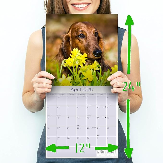 Longhaired Dachshund Calendar 2026 – 16-Month Dog Breed Wall Calendar by MegaCalendars – Large Daily Blocks, Thick No-Bleed Paper, Made in USA