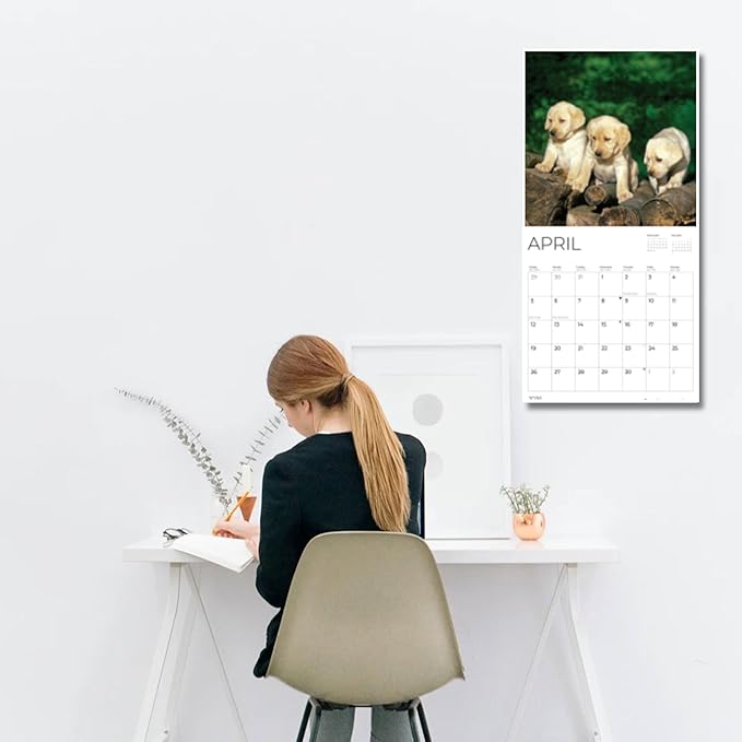 2026 Yellow Labrador Puppy Wall Calendar | 12" x 24" Open | Dog Photography Thick & Sturdy Paper for Organizing & Planning | Office Kitchen Decor or Gift | Pacific Waters Press (Yellow Lab Puppies)