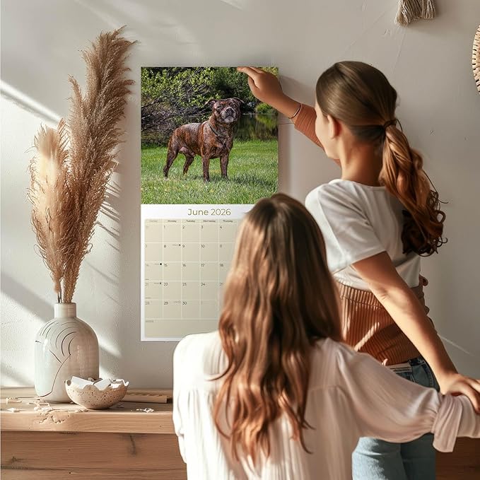 Staffordshire Bull Terrier Calendar 2026 by MegaCalendars – Monthly Dog Breed Wall Calendar, Made in USA