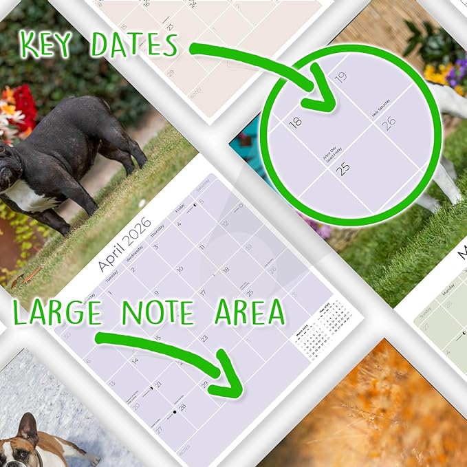 French Bulldog Calendar 2026 – 16-Month Dog Breed Wall Calendar by MegaCalendars – Large Daily Blocks, Thick No-Bleed Paper, Made in USA