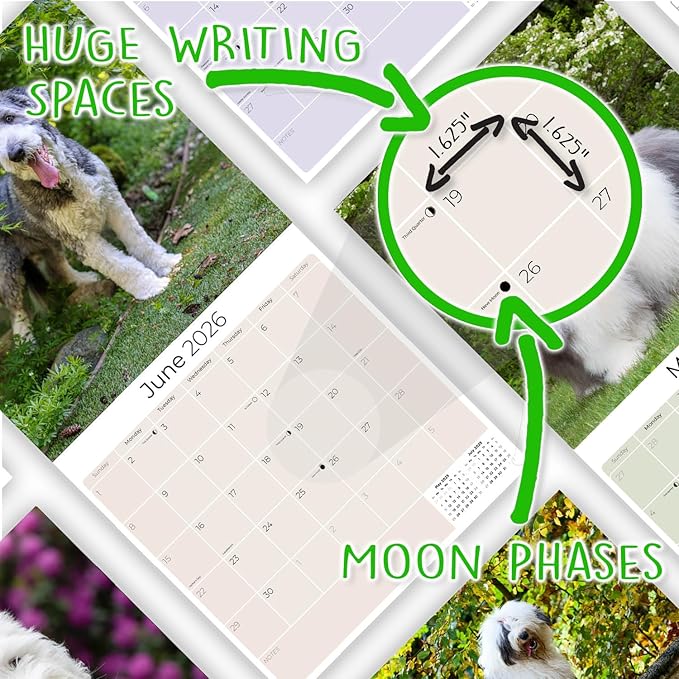 Old English Sheepdog Calendar 2026 by MegaCalendars – Monthly Dog Breed Wall Calendar, Made in USA