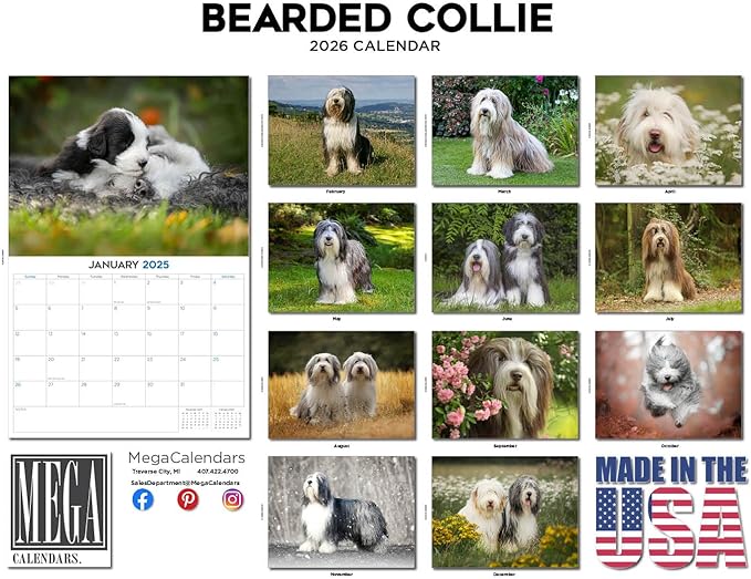 2025 2026 Bearded Collie Calendar - Dog Breed Monthly Wall Calendar - 12" x 18" Open - Thick No-Bleed Paper - Giftable - Academic Teacher's Planner Calendar Organizing & Planning - Made in USA