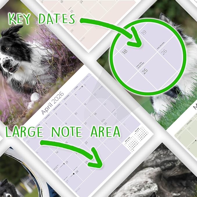 Border Collie Calendar 2026 by MegaCalendars – Monthly Dog Breed Wall Calendar, Made in USA