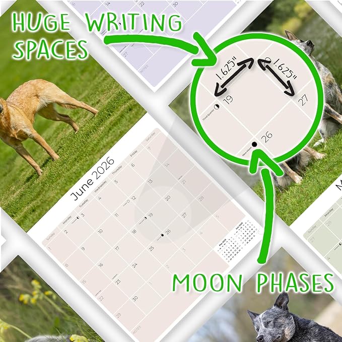 Blue Heeler Dog Calendar 2026 by MegaCalendars – Monthly Dog Breed Wall Calendar, Made in USA
