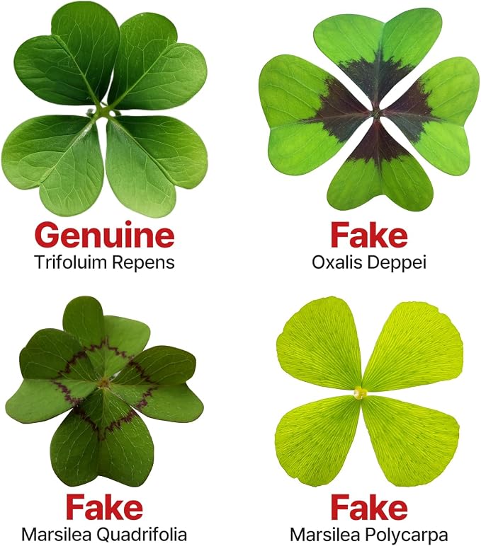 Real Four Leaf Clover Bookmark, Elegant 4 Leaf Clover Charm, Perfect Gift for Book Lovers, Preserved Four Leaf Clover in Laminated Bookmark Made in Korea