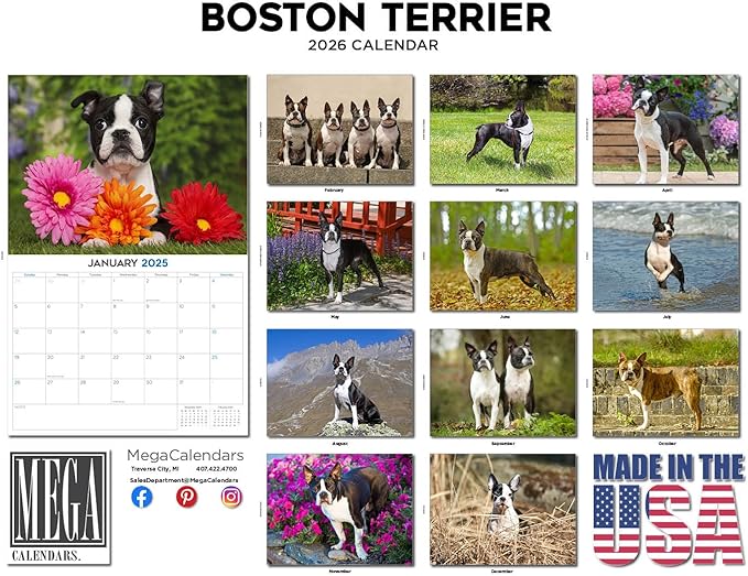 2025 2026 Boston Terrier Calendar - Dog Breed Monthly Wall Calendar - 12" x 18" Open - Thick No-Bleed Paper - Giftable - Academic Teacher's Planner Calendar Organizing & Planning - Made in USA